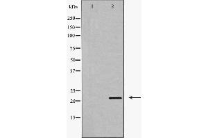 Western blot analysis of Claudin 11 expression in Mouse brain extract. (Claudin 11 anticorps  (C-Term))