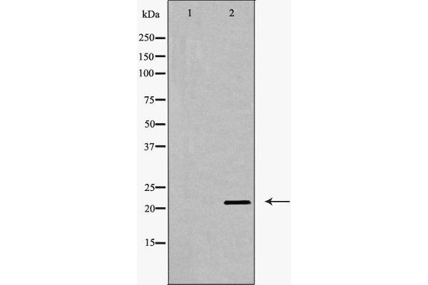 Claudin 11 anticorps  (C-Term)