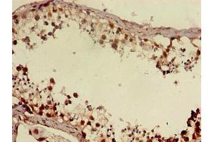 Immunohistochemistry of paraffin-embedded human testis tissue using ABIN7150637 at dilution of 1:100