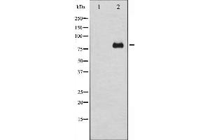 Western blot analysis of PKC delta expression in HeLa whole cell lysates,The lane on the left is treated with the antigen-specific peptide. (PKC delta anticorps)