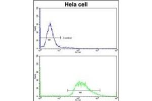 Flow cytometric analysis of hela cells using LMOD1 Antibody (Center )(bottom histogram) compared to a negative control cell (top histogram)FITC-conjugated goat-anti-rabbit secondary antibodies were used for the analysis. (Leiomodin 1 anticorps  (AA 214-241))