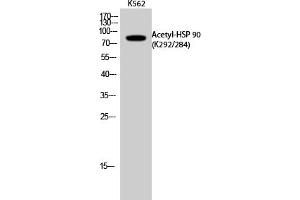 Western Blot analysis of K562 cells using Acetyl-HSP 90 (K292/284) Polyclonal Antibody.