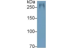 Detection of MUC5AC in Rat Stomach lysate using Polyclonal Antibody to Mucin 5 Subtype AC (MUC5AC)