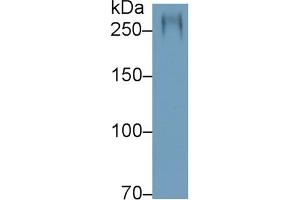 Detection of MUC5AC in Rat Stomach lysate using Polyclonal Antibody to Mucin 5 Subtype AC (MUC5AC) (MUC5AC anticorps  (AA 2662-2755))