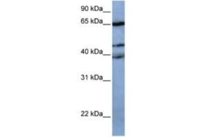 Western Blotting (WB) image for anti-Zinc Finger Protein 681 (ZNF681) antibody (ABIN2463452) (ZNF681 anticorps)