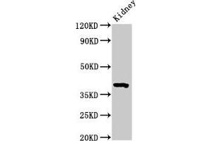 Western Blot Positive WB detected in: Mouse kidney tissue All lanes: Wnt3 antibody at 3. (WNT3 anticorps  (AA 22-355))