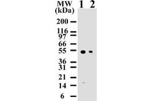 Image no. 1 for anti-Caspase 8 (CASP8) (AA 217-222) antibody (ABIN207902)