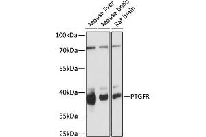 Western blot analysis of extracts of various cell lines, using PTGFR antibody (ABIN7269574) at 1:1000 dilution.