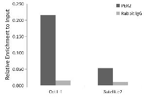Chromatin immunoprecipitation analysis of extracts of MCF7 cells, using PER2 antibody (ABIN7269224) and rabbit IgG.