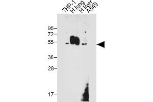 All lanes : Anti-CD14 Antibody (N-term) at 1:1000 dilution Lane 1: THP-1 whole cell lysate Lane 2: Human lung tissue lysate Lane 3: Human liver tissue lysate Lane 4: A549 whole cell lysate Lysates/proteins at 20 μg per lane.