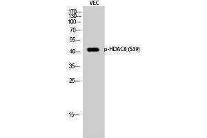 Western Blotting (WB) image for anti-Histone Deacetylase 8 (HDAC8) (pSer39) antibody (ABIN3179448) (HDAC8 anticorps  (pSer39))