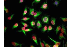 Immunofluorescence of HeLa cells showing strong nuclear lamina staining of lamin A/C in red and vimentin ( ABIN361371) in green. (Lamin A/C anticorps)