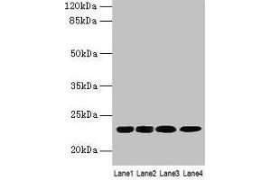 Western blot All lanes: CBX5 antibody at 9 μg/mL Lane 1: K562 whole cell lysate Lane 2: MCF-7 whole cell lysate Lane 3: 293T whole cell lysate Lane 4: Hela whole cell lysate Secondary Goat polyclonal to rabbit IgG at 1/10000 dilution Predicted band size: 23 kDa Observed band size: 23 kDa (CBX5 anticorps  (AA 1-191))