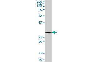 PSME1 MaxPab polyclonal antibody.