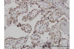 Image no. 1 for anti-ADP-Ribosylation-Like Factor 6 Interacting Protein 4 (ARL6IP4) (AA 261-361) antibody (ABIN466208) (ARL6IP4 anticorps  (AA 261-361))
