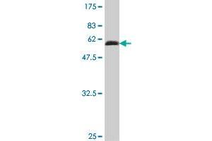 Western Blot detection against Immunogen (52.