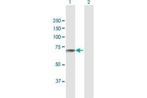 Western Blot analysis of TGFBI expression in transfected 293T cell line by TGFBI MaxPab polyclonal antibody.