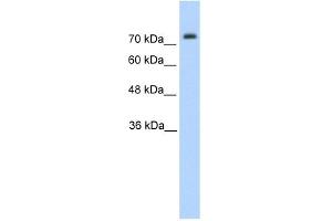 Pannexin 2 antibody used at 1. (Pannexin 2 anticorps  (N-Term))