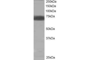 ABIN184604 staining (2µg/ml) of human muscle lysate (RIPA buffer, 35µg total protein per lane). (PTPN11 anticorps  (C-Term))