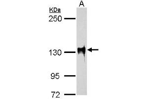 WB Image SAP130 antibody [C3], C-term detects SAP130 protein by western blot analysis. (SF3B3 anticorps  (C-Term))
