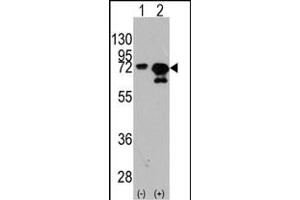 Western blot analysis of HSA (arrow) using rabbit polyclonal HSA Antibody  (ABIN391831 and ABIN2841674). (HSP70 1A anticorps  (AA 503-532))