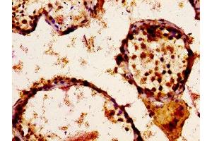 IHC image of ABIN7169929 diluted at 1:300 and staining in paraffin-embedded human testis tissue performed on a Leica BondTM system.