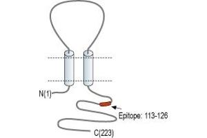 anti-sigma Non-Opioid Intracellular Receptor 1 (SIGMAR1) (AA 113-126), (C-Term), (Intracellular) antibody