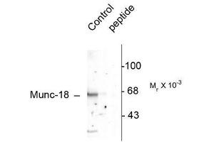 Image no. 1 for anti-Syntaxin Binding Protein 1 (STXBP1) (pSer515) antibody (ABIN372671) (STXBP1 anticorps  (pSer515))