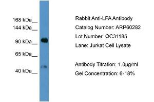 WB Suggested Anti-LPA  Antibody Titration: 0. (Lp(a) anticorps  (N-Term))