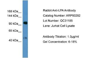 WB Suggested Anti-LPA  Antibody Titration: 0. (LPA anticorps  (N-Term))