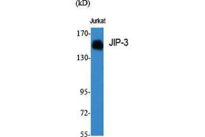 Western Blot (WB) analysis of specific cells using JIP-3 Polyclonal Antibody. (JIP3 anticorps  (Internal Region))