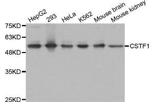 Western Blotting (WB) image for anti-Cleavage Stimulation Factor, 3' Pre-RNA, Subunit 1, 50kDa (CSTF1) antibody (ABIN1876944) (CSTF1 anticorps)