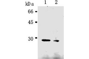 Western Blotting (WB) image for anti-Caspase 14, Apoptosis-Related Cysteine Peptidase (CASP14) antibody (ABIN567789) (CASP14 anticorps)