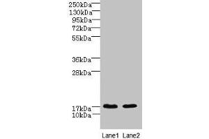 Western blot All lanes: CNIH4 antibody at 0. (CNIH4 anticorps  (AA 78-117))