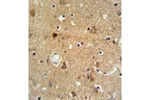 Immunohistochemistry analysis in formalin fixed and paraffin embedded brain tissue reacted with Oxytocin Antibody (Center) followed which was peroxidase conjugated to the secondary antibody and followed by DAB staining.