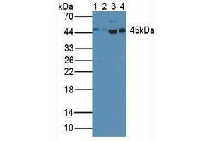 Figure. (Caspase 1 anticorps  (AA 120-297))