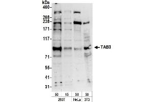 Western Blotting (WB) image for anti-TGF-beta Activated Kinase 1/MAP3K7 Binding Protein 3 (TAB3) (AA 600-650) antibody (ABIN7450797)