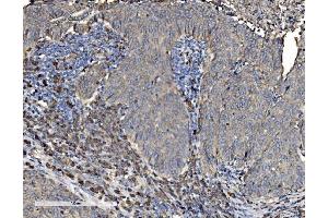 IHC analysis of P4HB using anti-P4HB antibody (ABIN7600075). (P4HB anticorps  (AA 146-363))