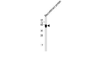 All lanes : Anti-His Tag Antibody at 1:2000 dilution Lane 1: recombinant protein with His tag lysate Lysates/proteins at 20 μg per lane. (His Tag anticorps)