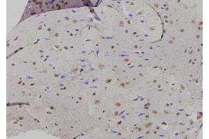 ABIN6276885 at 1/100 staining Mouse brain tissue by IHC-P. (GADD45A anticorps  (N-Term))