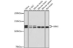 Western blot analysis of extracts of various cell lines, using UB Rabbit mAb (ABIN7271185) at 1:1000 dilution. (UBA1 anticorps)