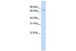 Western Blot showing GTPBP1 antibody used at a concentration of 1-2 ug/ml to detect its target protein. (GTPBP1 anticorps  (N-Term))