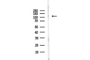 anti-Ligase III, DNA, ATP-Dependent (LIG3) (Internal Region) antibody