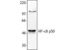 Western Blotting (WB) image for anti-Nuclear Factor kappa B p50 (NFkB p50) antibody (ABIN2666083) (Nuclear Factor kappa B p50 (NFkB p50) anticorps)