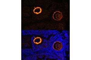Immunofluorescence analysis of mouse oophoroma cells using ZP3 antibody (ABIN6134464, ABIN6150536, ABIN6150538 and ABIN6217045) at dilution of 1:100. (Zona Pellucida Glycoprotein 3 anticorps  (AA 250-350))