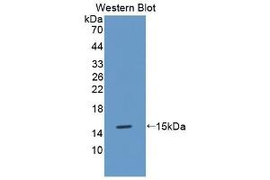 Detection of Recombinant MT3, Mouse using Polyclonal Antibody to Metallothionein 3 (MT3) (MT3 anticorps  (AA 1-68))