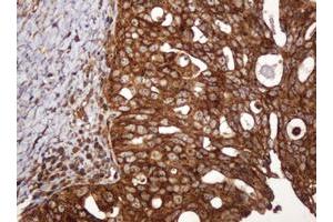 Image no. 9 for anti-B and T Lymphocyte Associated (BTLA) antibody (ABIN1496983) (BTLA anticorps)