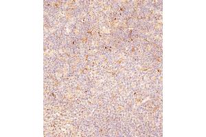 Immunohistochemical analysis of (ABIN653144 and ABIN2842716) on paraffin-embedded human tonsil tissue was performed on the Leica®BOND RXm.