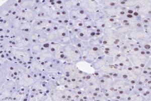 Immunohistochemistry analysis of paraffin-embedded mouse pancreas using,PPIL2 (ABIN7075005) at dilution of 1: 3600