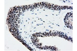 Image no. 6 for anti-5'-Nucleotidase Domain Containing 1 (NT5DC1) antibody (ABIN1499838)